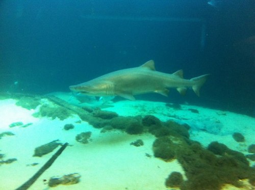 caribadrienne's profile picture. 