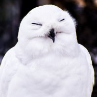 Hinoki (@sk785l_1) 's Twitter Profile Photo
