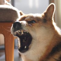 吾輩は柴犬である🐕💥 (@raynartz) 's Twitter Profile Photo 吾輩は柴犬である🐕💥 (@raynartz) 's Twitter Profile Photo