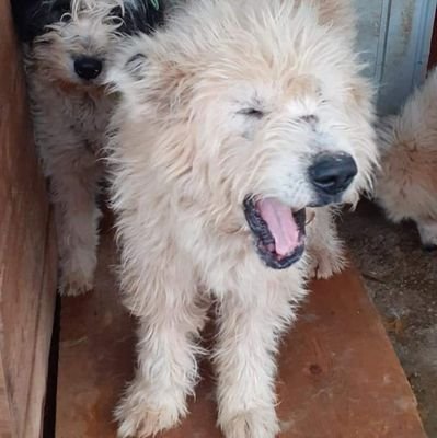 Rescuer of dogs from Lancram kill shelter Romania , member of Last Chance group Lancram.
Animal rights activist
Donations welcome https://t.co/3mXPTkWMiM