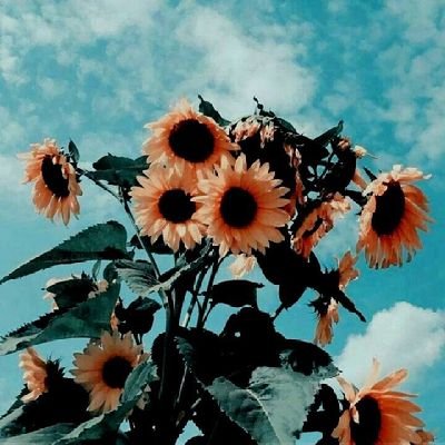 @haii_ky