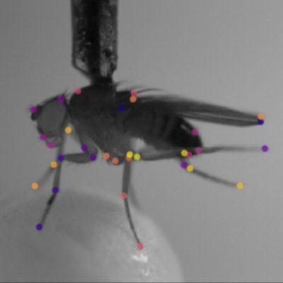 State dependent perception of ambiguous stimuli; behavioral entropy, dopamine, Sinekleri Ayarlama Enstitusu, Beste Kavlak Laboratuari