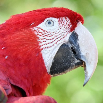 熱帯鳥類とケモノが好き/海外アニメ映画「Rio」（ブルー初めての空へ）の影響で大型インコの世界に魅了され、外国の鳥を中心に動物たちの写真を撮っています/Nikon Z9/ 掲載写真の無断使用・転載は禁止です/Do not re-upload.