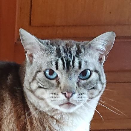 ChipCroc's profile picture. oulala