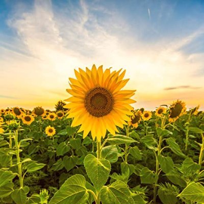 sunflowervnn's profile picture. #fkmainstream and $fkm