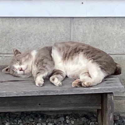 翡翠さんのプロフィール画像