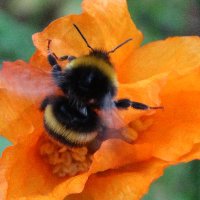 Community Council Climate Action 🍃💚🍃 (@council_action) 's Twitter Profile