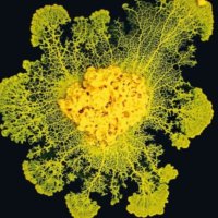 Hamada (@dou_al_9arnayn) Twitter profile photo