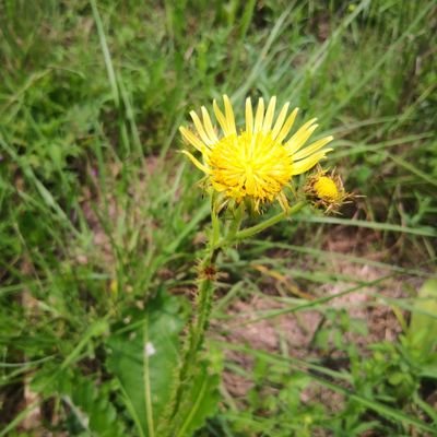 Lelwa_bu's profile picture. 