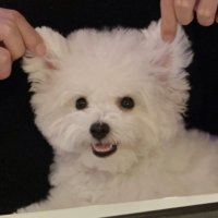 β1β£οΈ (@cherry_plus1) 's Twitter Profile Photo β1β£οΈ (@cherry_plus1) 's Twitter Profile Photo