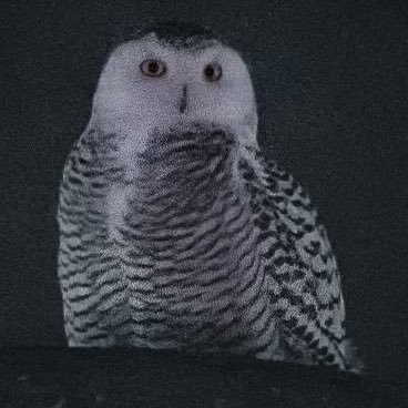 DCSnowyOwl