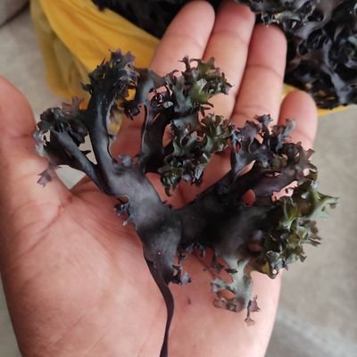 Export-To all the countries of the world🌎sea moss chondrus crispus harvested Wild grows Rock Sales pounds and kilos per tons We have in stock💯 purple golden