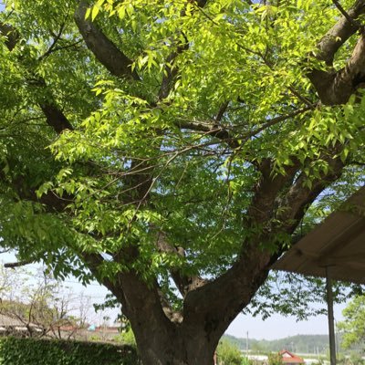 kimhs8777's profile picture. 