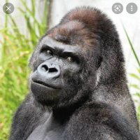fiction_ape@タグ付け自由 (@aqefiction) Twitter profile photo
