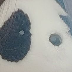 1130___song's profile picture. 