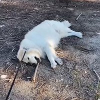 Voods Sez Nö (parody) (@nowithanumlaut) 's Twitter Profile