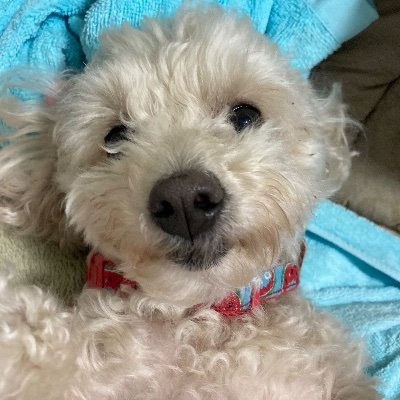 ゆめとです。よろしく。ここでは、オイラの縛られている写真を中心にアップしていきます。結構激しいです。鍵をかけましたので、見たい人なDMで。#ゲイ #緊縛 #SM #調教