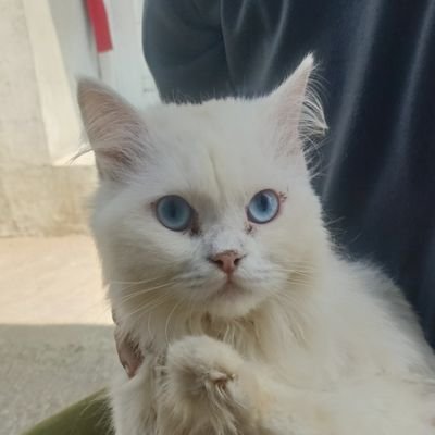 TaoufikNurpalah's profile picture. Sudah punya istri