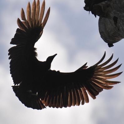 ozzyatom's profile picture. 