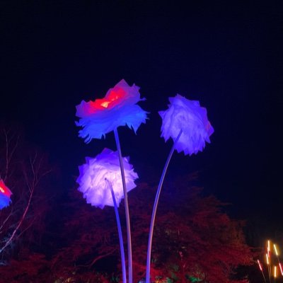 LRnMD29's profile picture. 