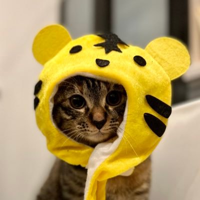 ただ我が家の愛猫さんを見て欲しいアカウント✨皆様の猫さんも見たいです！とある工場で産まれた保護猫さんです。2021年の10月に姉妹で我が家に来ました。# cats #猫好きな人と繋がりたい #猫との生活 #kittens #相互フォロー100