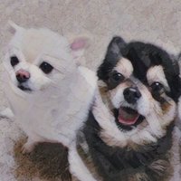 あおまる。 (@aomaru_aoi) Twitter profile photo