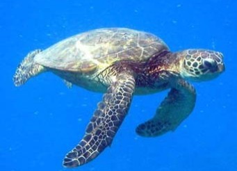 Woodworkingfree's profile picture. Free Woodworking plans, patterns and lots of information related to woodworking.