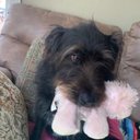 Deb Herman - @DDsforyouall - Twitter