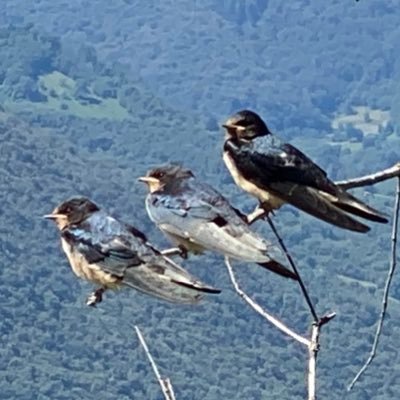 ThreeBirds_3's profile picture. It started with three eggs.