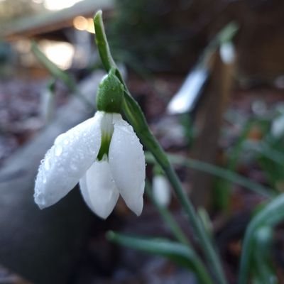 A privately owned woodland garden - open daily fro. 10-4pm