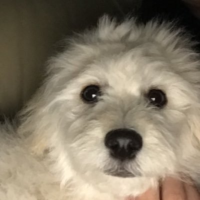 kwispさんのプロフィール画像