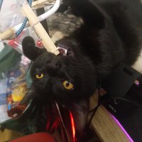 Dragonne Dojiko (@eldragounyou) 's Twitter Profile