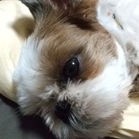 gahmerry(元ガガガ)(@V7e4sN3Epr7NRsL) 's Twitter Profile Photo