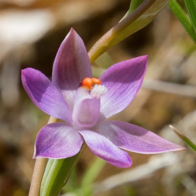 MSc student at Massey working on Thelymitra. I mostly post photos of NZs orchids. (All images are CC BY 4.0)