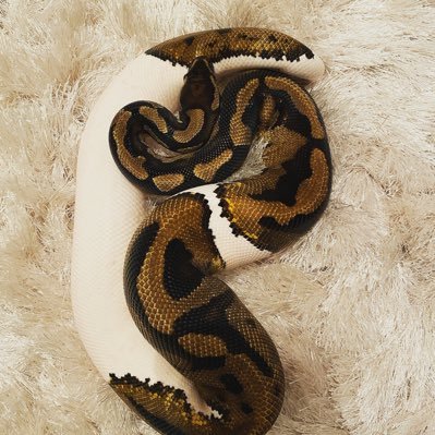 CraigHagg's profile picture. Scotland 🏴󠁧󠁢󠁳󠁣󠁴󠁿