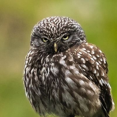 athenenoctua0's profile picture. 