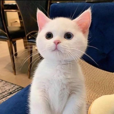 Dayninja333's profile picture. 