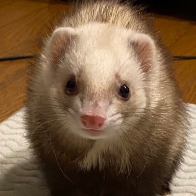 hZT1MjOLY3OCYq5's profile picture. プログレ民です☺️MUSEやU2も好き！音楽と 歌舞伎とイタチに溺れる日々…