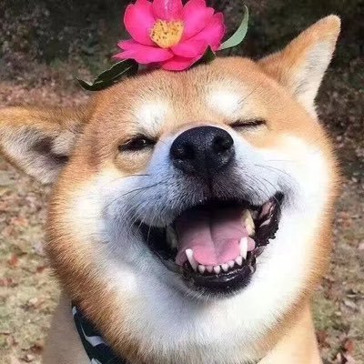 Cheng10020122's profile picture. 币圈资深韭菜