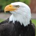 Andy S. (@eagleo0) Twitter profile photo Andy S. (@eagleo0) Twitter profile photo
