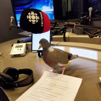 Big City Small World (@cbcbigcity) 's Twitter Profile