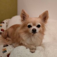 のすけ (@rm25nsk) 's Twitter Profile