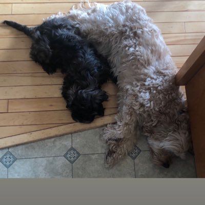 cumberlandgal1's profile picture. 