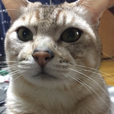 staminapapa__'s profile picture. パソコン
車
DIY
料理
が好き
福岡の田舎に生息