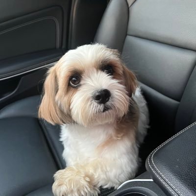 my name is Owen. I am a 5 year old shorkie, which is a Shitzu and a yorkie.