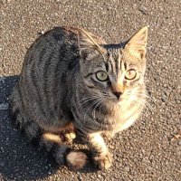 Kankankan (@gappi128) 's Twitter Profile