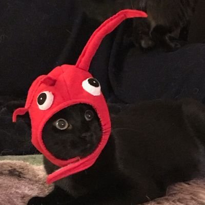 _bone_hair's profile picture. professionally pets dogs
(she/her)