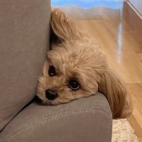 めるみ🦦整形垢🐚腹部太ももお尻脂肪吸引dt中 (@x_mrn) Twitter profile photo