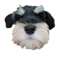 大 福 come here (@echo233daifuku) 's Twitter Profile Photo