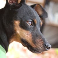 きら (@kirakira_dc2) Twitter profile photo